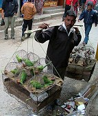 Street vendor of parrots
